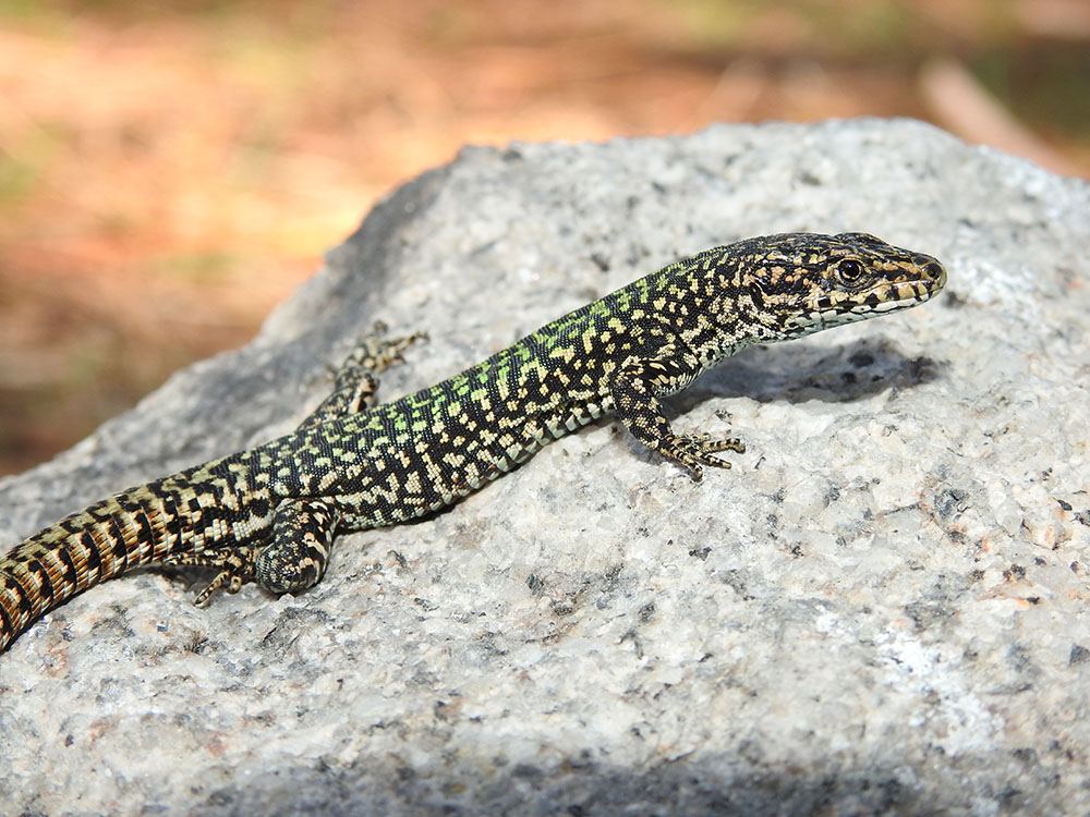 Lézard ibérique Podarcis lusitanicus © Philippe Geniez