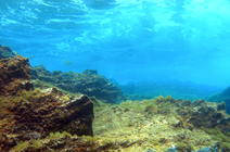 Image sous marine