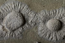 Macrofossile