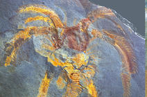Faune de l’Ordovicien, massif des Fezouata, au Maroc.