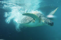 Tortue verte sous l'eau