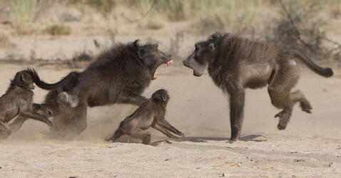 conflit entre deux mâles de babouins chacma © Élise Huchard / CEFE / CNRS Images 