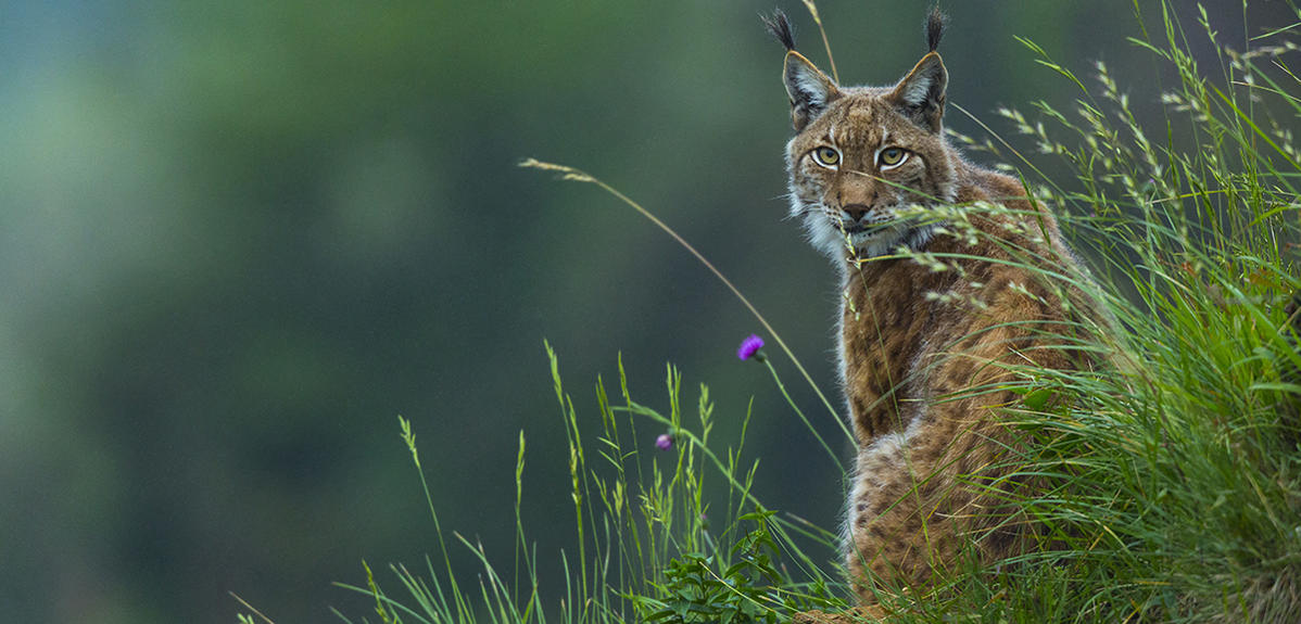 © Juan-Carlos Muñoz / Biosphoto
