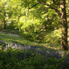 Dette climatique dans les forêts françaises